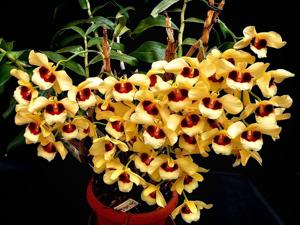 Dendrobium Gatton Sunray