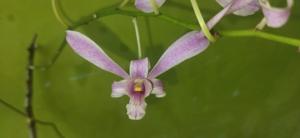 Dendrobium Kapalama