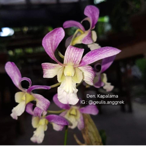 Dendrobium Kapalama