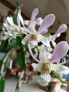 Dendrobium Kapalama