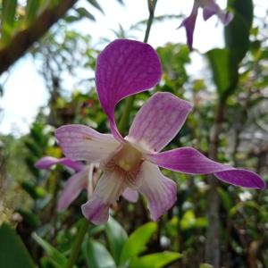 Dendrobium Kapalama