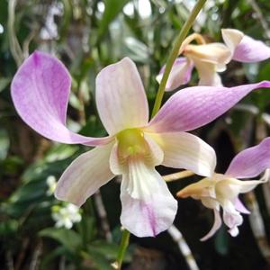 Dendrobium Kapalama