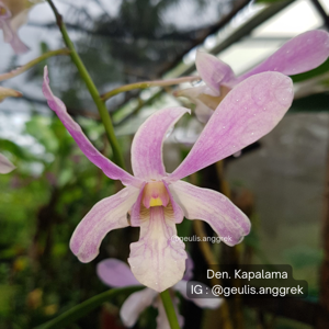 Dendrobium Kapalama