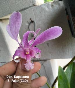 Dendrobium Kapalama