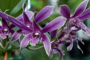 Dendrobium Moira Stewart