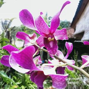 Dendrobium Pacific