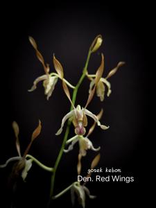 Dendrobium Red Wings