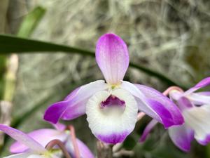 Dendrobium Rolfeae