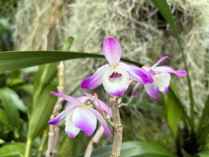 Dendrobium Rolfeae