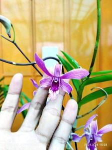 Dendrobium Sarie Marijs