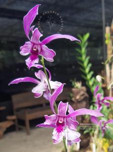 Dendrobium Sarie Marijs