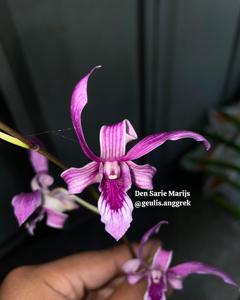 Dendrobium Sarie Marijs