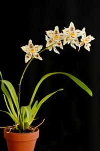 Oncidium Hallio-Crispum