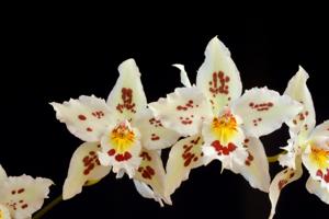 Oncidium Hallio-Crispum