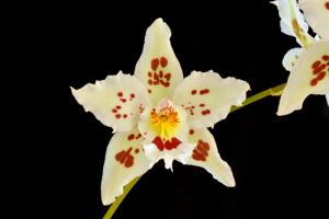 Oncidium Hallio-Crispum