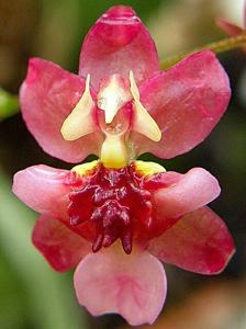 Oncidium Twinkle