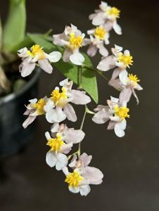 Oncidium Twinkle