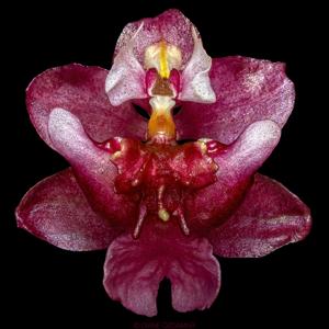 Oncidium Twinkle