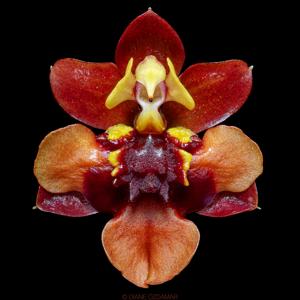 Oncidium Twinkle