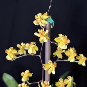 Oncidium Twinkle