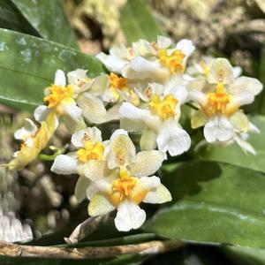 Oncidium Twinkle