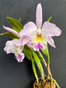 Rhyncholaeliocattleya Apollo