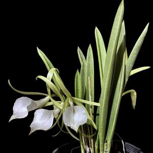 Brassocattleya Little Star