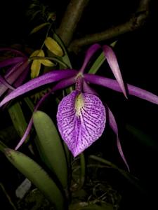 Brassocattleya Morning Glory