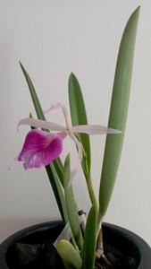 Brassocattleya Morning Glory