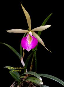 Brassocattleya Morning Glory