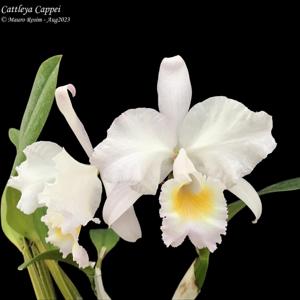 Cattleya Cappei