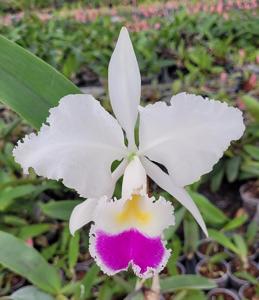 Cattleya Cappei