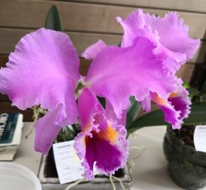 Cattleya Jocasta