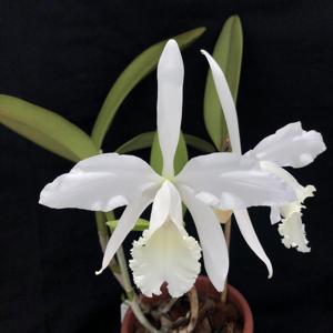 Cattleya Julio Conceiçao