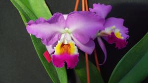 Cattleya Mendelissima