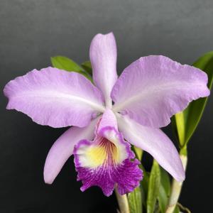 Cattleya Montreux