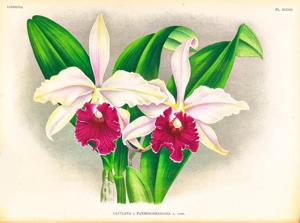 Cattleya Pannemaekeriana