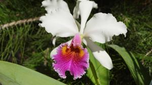 Cattleya Pannemaekeriana