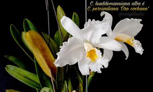 Cattleya Percilued