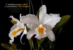 Cattleya Percilued