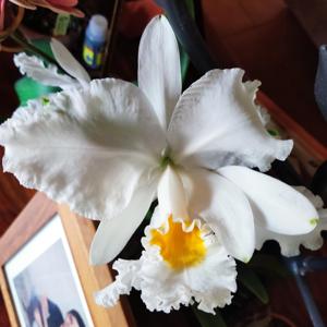 Cattleya Percilued