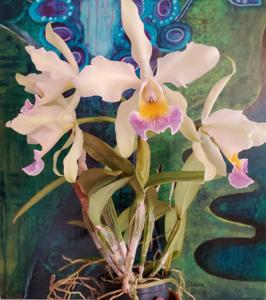 Cattleya Robert de Wavrin