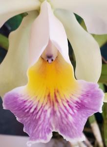 Cattleya Robert de Wavrin