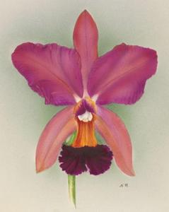 Cattleya Sibyl