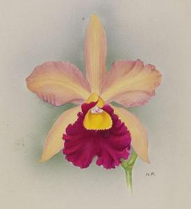 Cattleya Sibyl