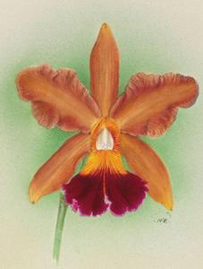 Cattleya Sibyl