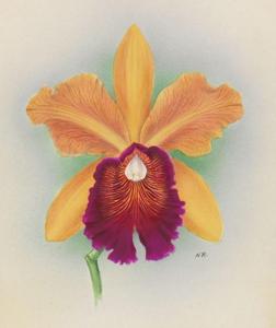 Cattleya Sibyl