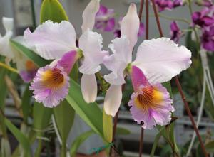 Cattleya Zephyr