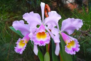 Cattleya Zephyr