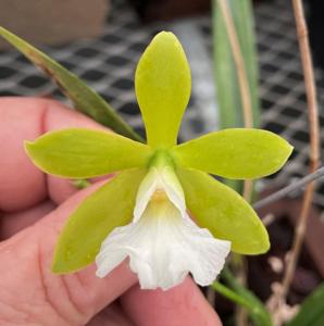 Prosyclia Memoria Young C. Lott